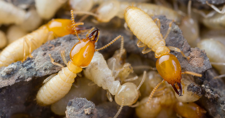 WDO Termite Inspection