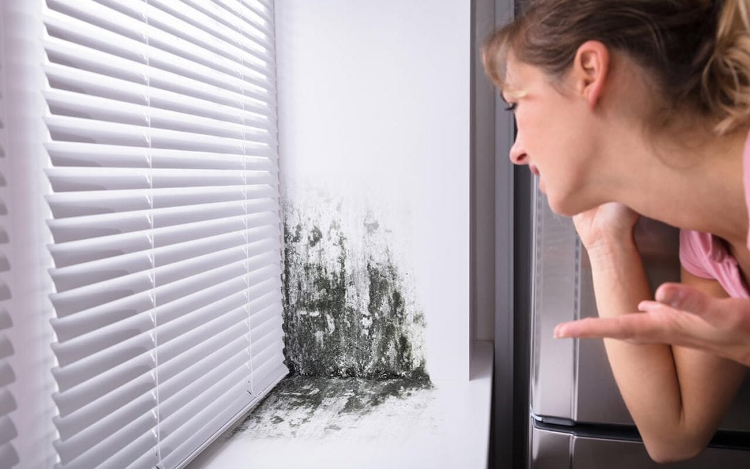 Sign of mold growth in your home